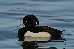 David Plant Photography - Wildlife Photography - Tufted duck - I