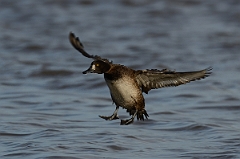 David Plant Photography - Wildlife Photography - Tufted duck - J