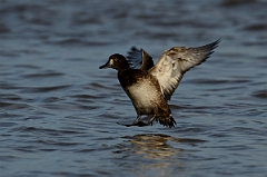 David Plant Photography - Wildlife Photography - Tufted duck - K