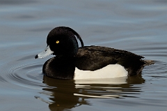 David Plant Photography - Wildlife Photography - Tufted duck - L