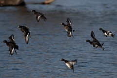 David Plant Photography - Wildlife Photography - Tufted duck - N