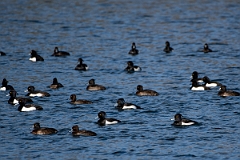 David Plant Photography - Wildlife Photography - Tufted duck - O