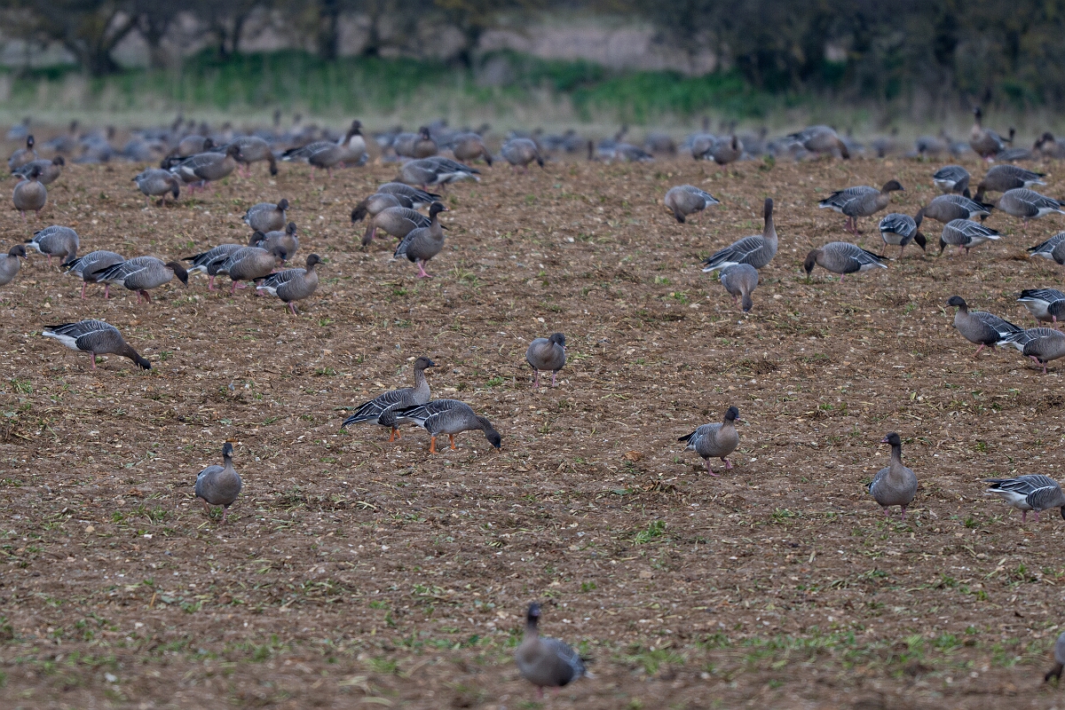 David Plant Photography - Wildlife Photography - Tundra bean goose - A.jpg - Tundra bean goose - Norfolk