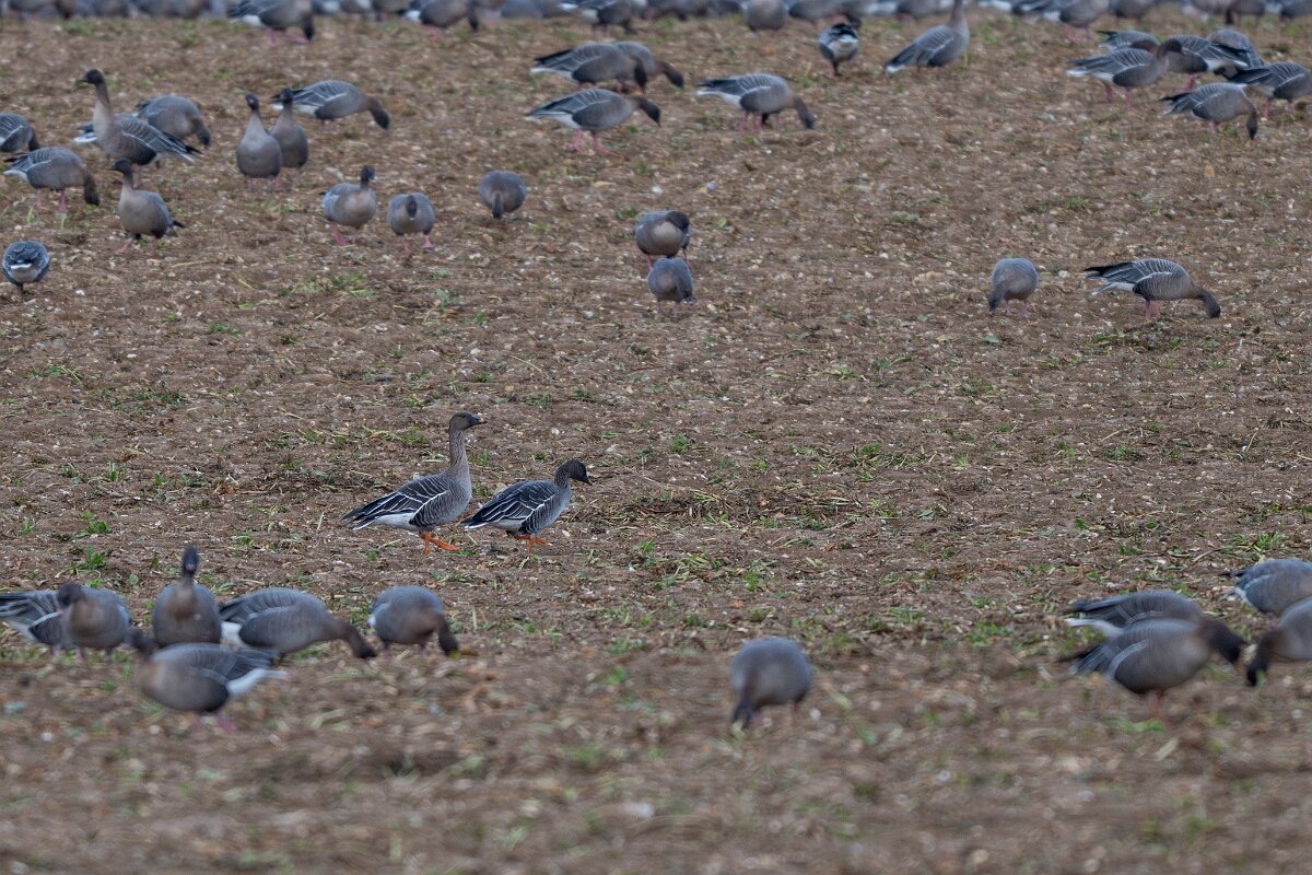 David Plant Photography - Wildlife Photography - Tundra bean goose - C.jpg - Tundra bean goose - Norfolk