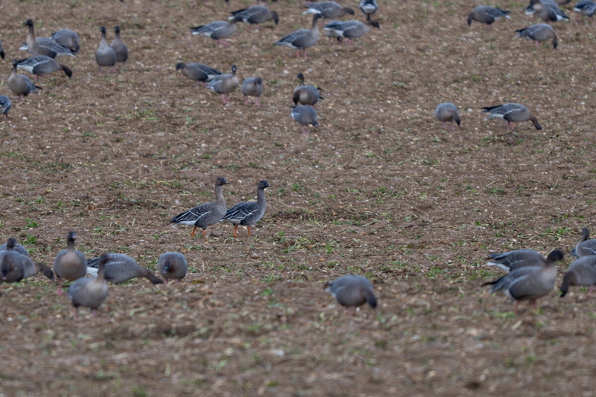 David Plant Photography - Wildlife Photography - Tundra bean goose - D.jpg - Tundra bean goose - Norfolk