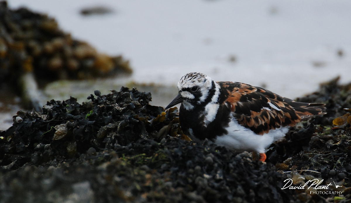 David Plant Photography - Wildlife Photographer - Turnstone - A.JPG - Turnstone - Shetland Islands