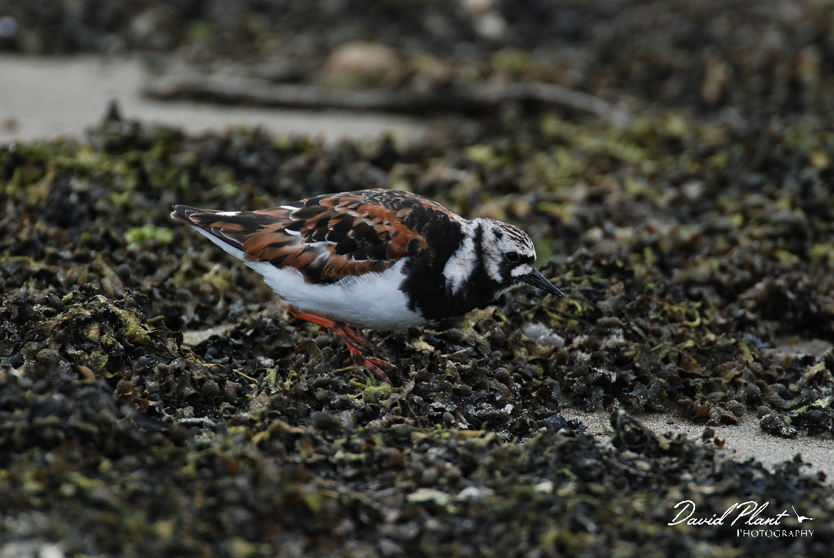David Plant Photography - Wildlife Photographer - Turnstone - B.JPG - Turnstone - Shetland Islands