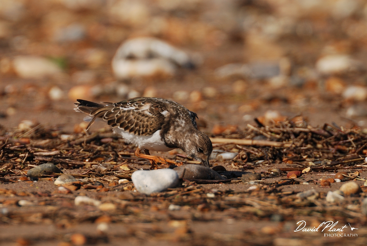 David Plant Photography - Wildlife Photographer - Turnstone - D.jpg - Turnstone - Norfolk