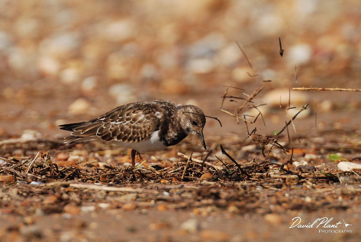 David Plant Photography - Wildlife Photographer - Turnstone - E.jpg - Turnstone feeding technique - Norfolk