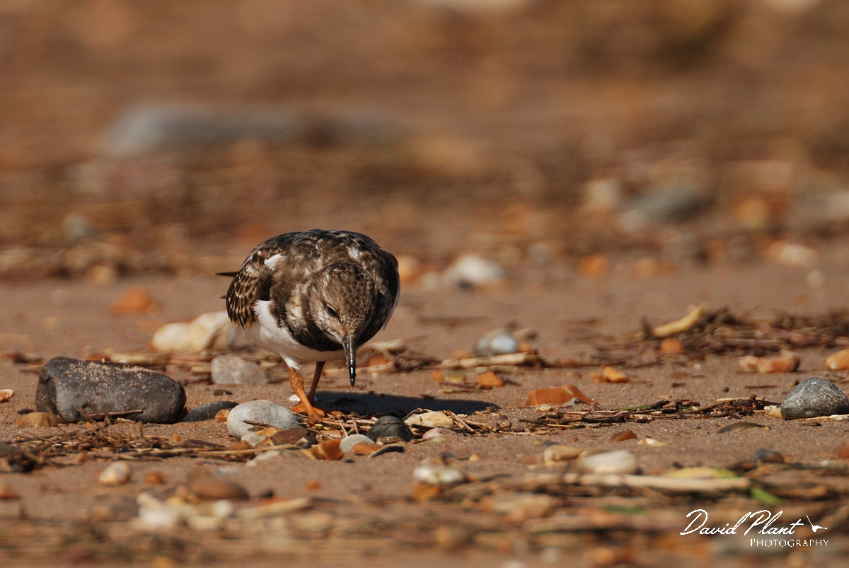 David Plant Photography - Wildlife Photographer - Turnstone - G.jpg - Turnstone - Norfolk