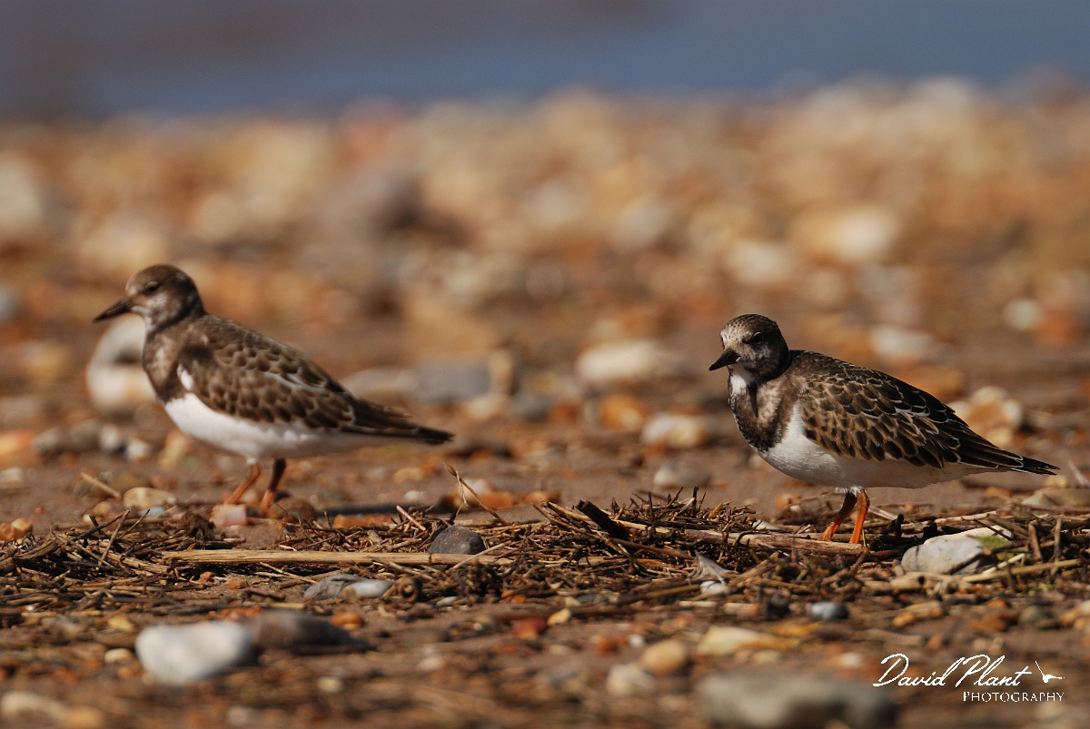 David Plant Photography - Wildlife Photographer - Turnstone - H.jpg - Turnstone pair - Norfolk