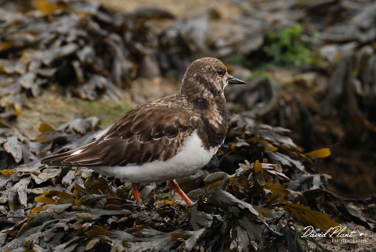 David Plant Photography - Wildlife Photography - Turnstone - I.jpg - Turnstone - Suffolk