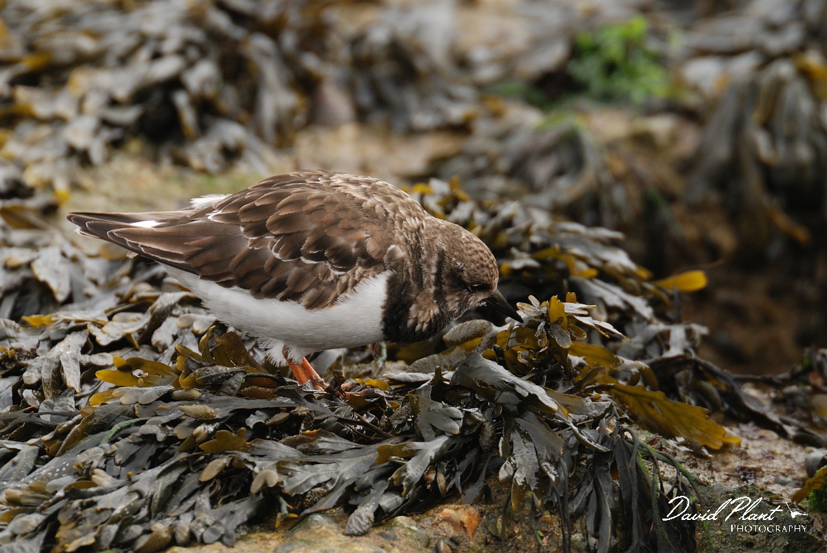 David Plant Photography - Wildlife Photography - Turnstone - J.jpg - Turnstone - Suffolk