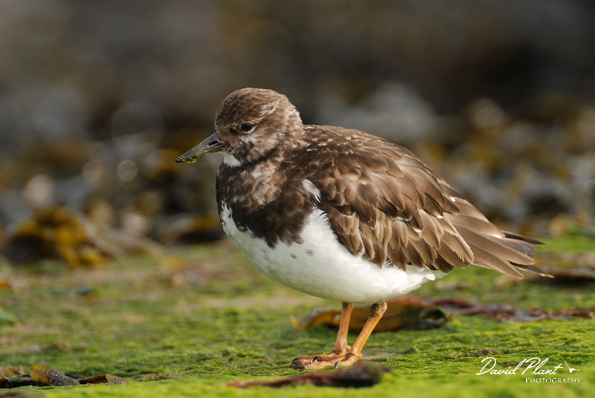 David Plant Photography - Wildlife Photography - Turnstone - K.jpg - Turnstone - Suffolk