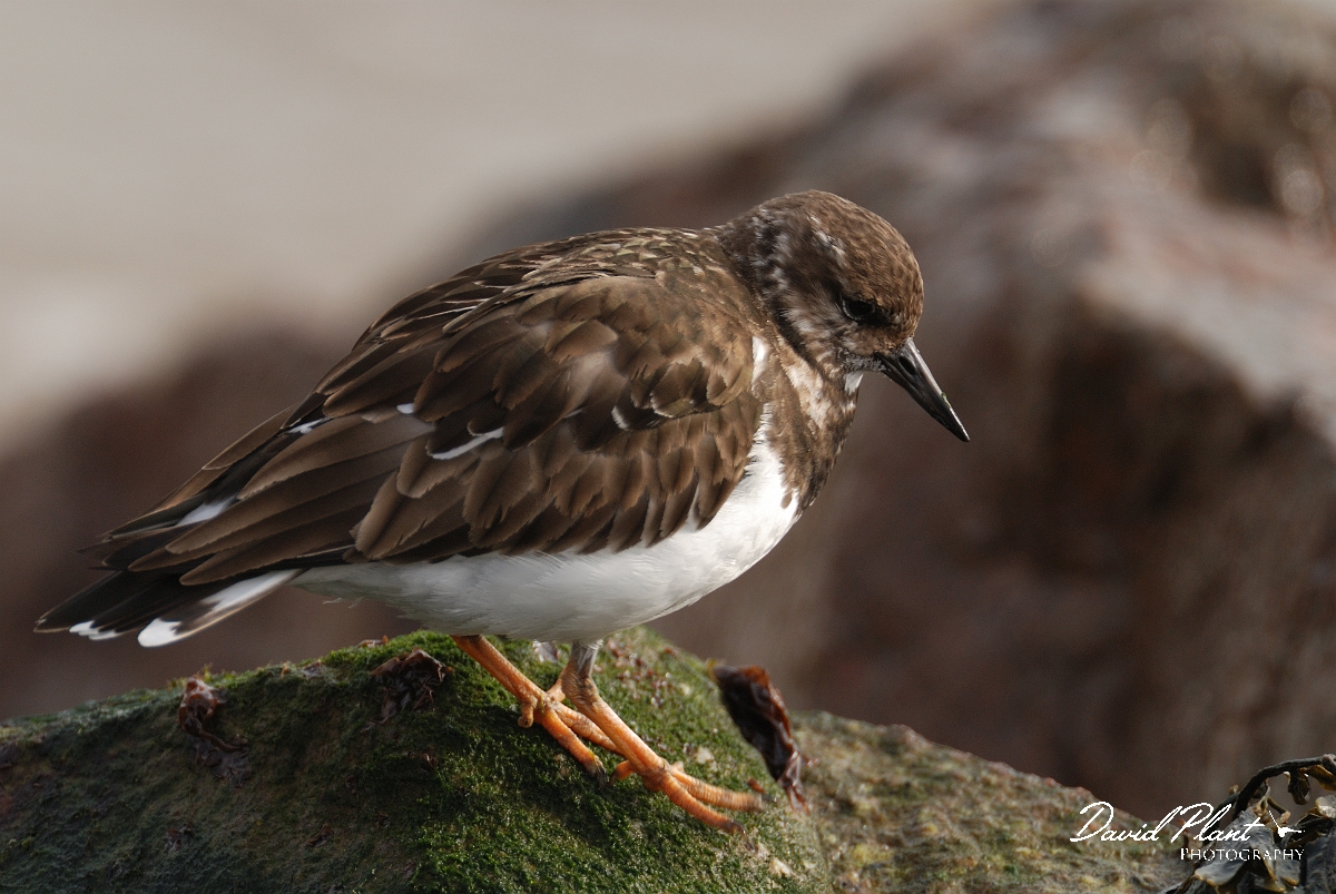 David Plant Photography - Wildlife Photography - Turnstone - L.jpg - Turnstone - Suffolk