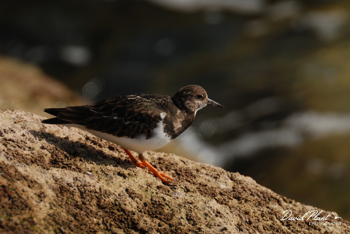 David Plant Photography - Wildlife Photography - Turnstone - N.jpg - Turnstone on rock - Suffolk