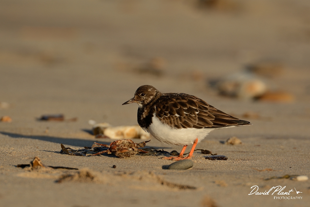 David Plant Photography - Wildlife Photography - Turnstone - O.jpg - Turnstone on the beach - Norfolk