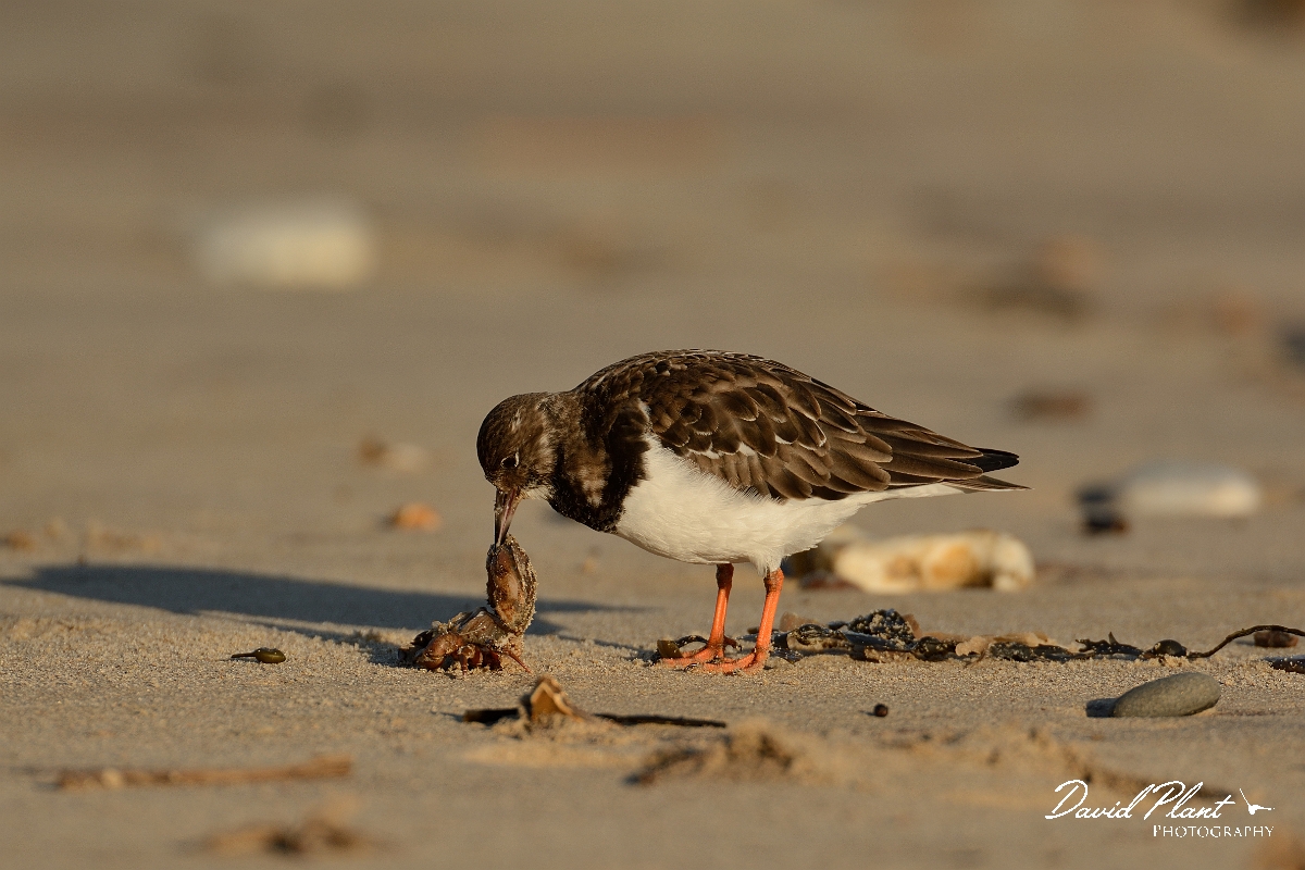 David Plant Photography - Wildlife Photography - Turnstone - P.jpg - Turnstone eating crab - Norfolk