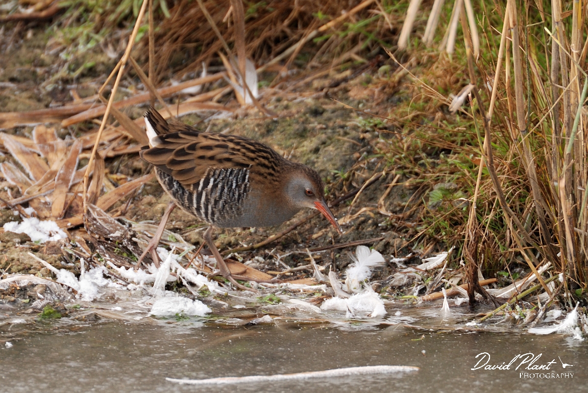 David Plant Photography - Wildlife Photographer - Water rail - B.jpg - Water rail on ice - Welney