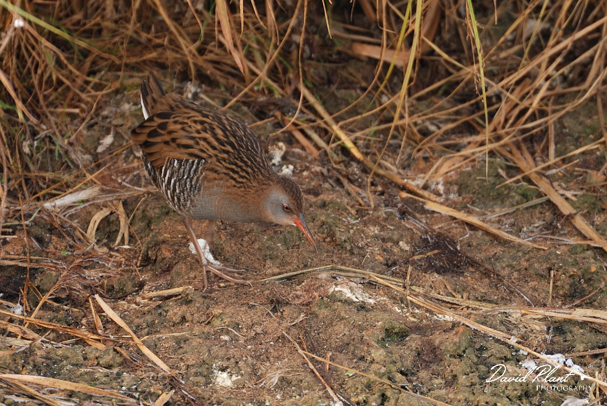 David Plant Photography - Wildlife Photographer - Water rail - C.jpg - Water rail on frozen ground - Welney
