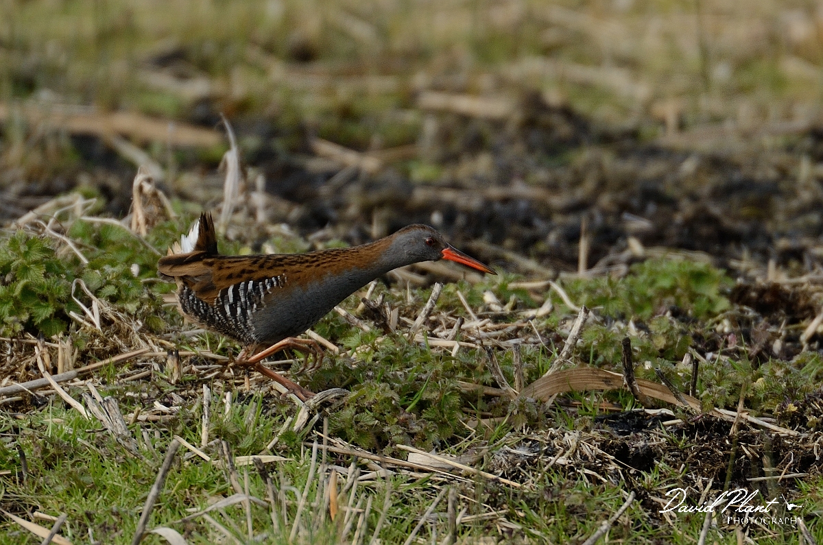 David Plant Photography - Wildlife Photography - Water rail - E.jpg - Water rail on the run - Cambridegshire