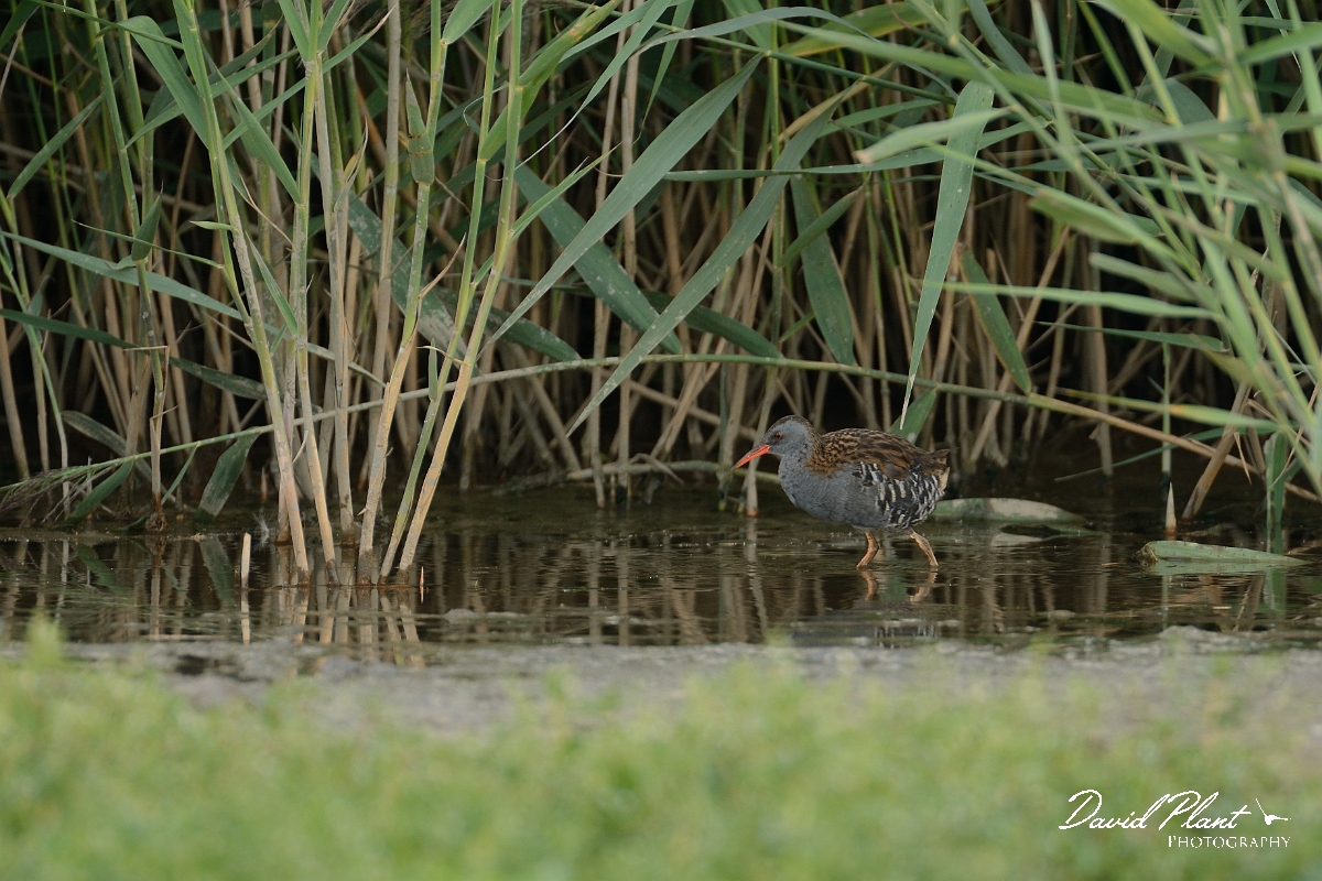 David Plant Photography - Wildlife Photography - Water rail - F.jpg - Water rail - Norfolk