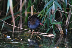 David Plant Photography - Wildlife Photographer - Water rail - A
