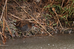 David Plant Photography - Wildlife Photographer - Water rail - D