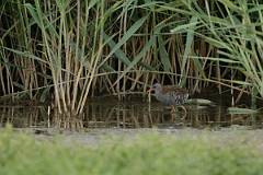 David Plant Photography - Wildlife Photography - Water rail - F