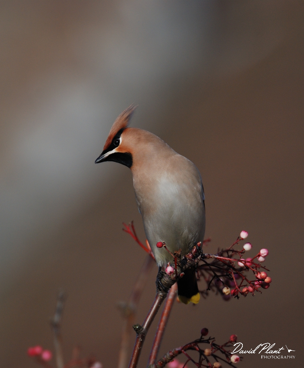 David Plant Photography - Wildlife Photographer - Waxwing - A.jpg - Waxwings - Cheltenham