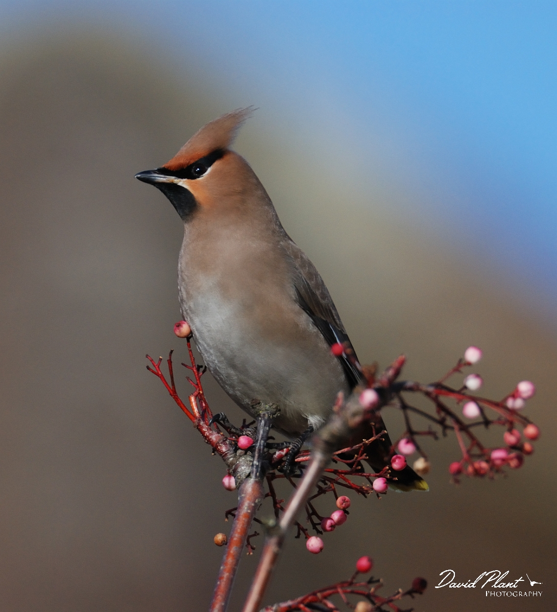 David Plant Photography - Wildlife Photographer - Waxwing - D.jpg - Waxwings - Cheltenham