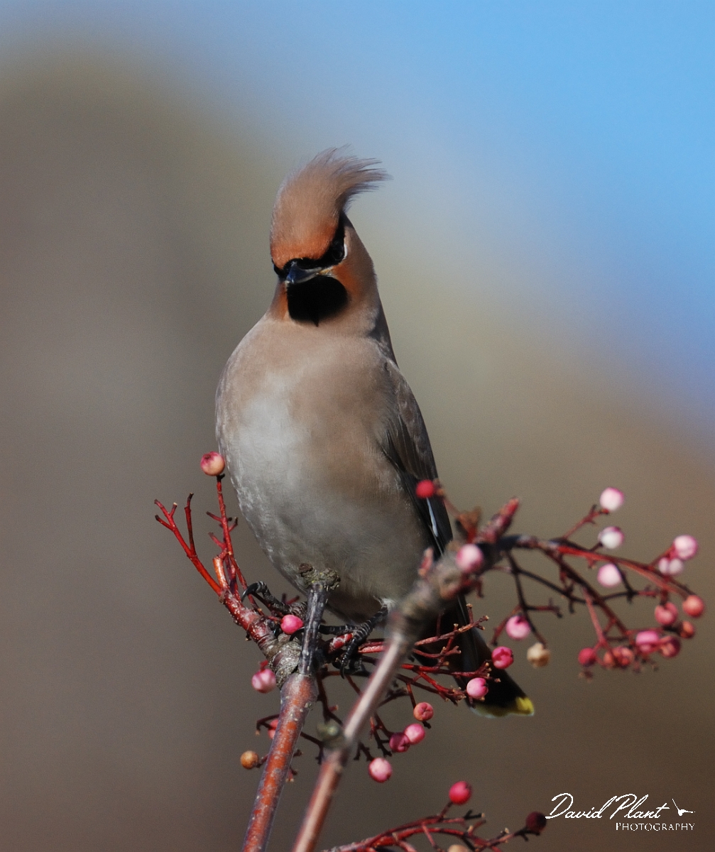 David Plant Photography - Wildlife Photographer - Waxwing - E.jpg - Waxwings - Cheltenham