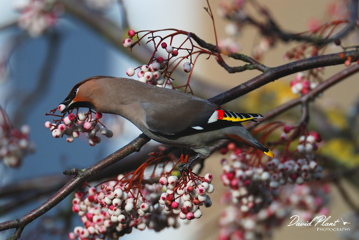 David Plant Photography - Wildlife Photographer - Waxwing - G.jpg - Waxwings eating berries - Cheltenham
