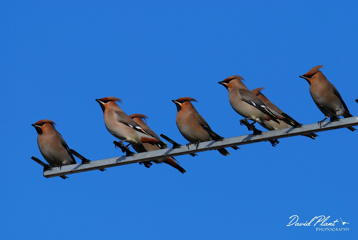 David Plant Photography - Wildlife Photographer - Waxwings - B.jpg - Waxwings on an aerial - Cheltenham