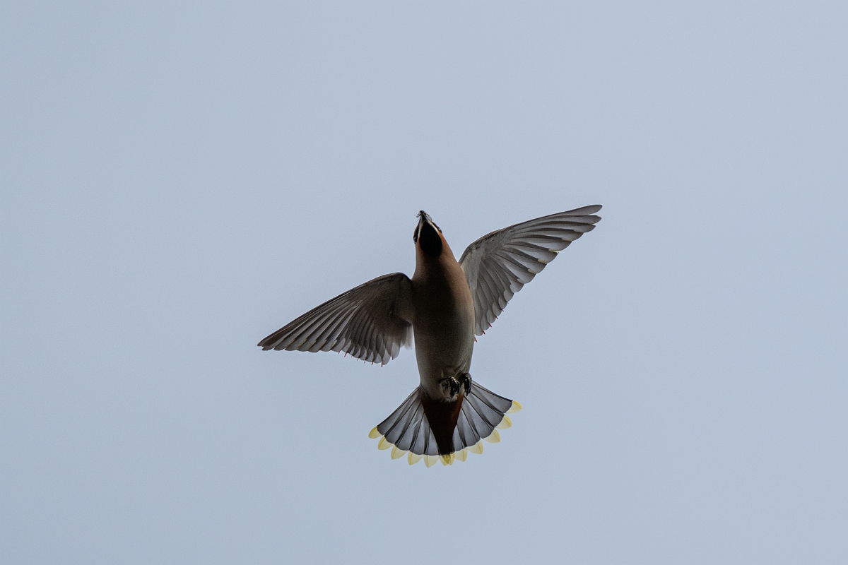 David Plant Photography - Wildlife Photography - Waxwing - AC.jpg - Waxwing in flight - Buckinghamshire