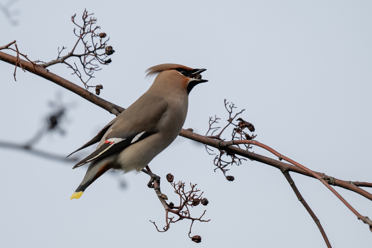 David Plant Photography - Wildlife Photography - Waxwing - AF.jpg - Waxwing - Buckinghamshire