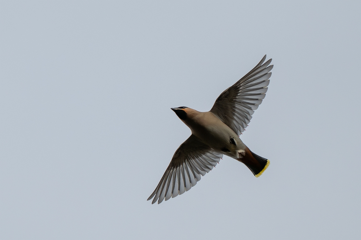 David Plant Photography - Wildlife Photography - Waxwing - AI.jpg - Waxwing in flight - Buckinghamshire