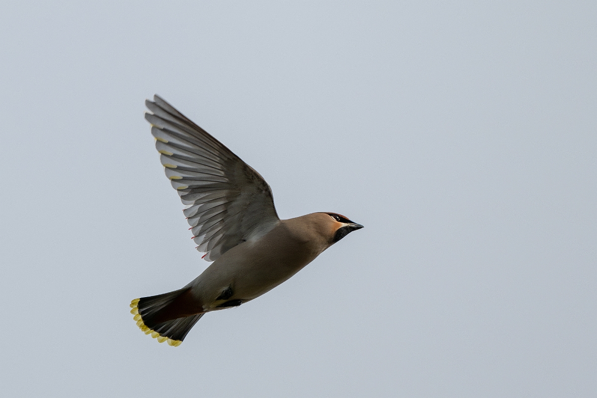 David Plant Photography - Wildlife Photography - Waxwing - AO.jpg - Waxwing in flight - Buckinghamshire