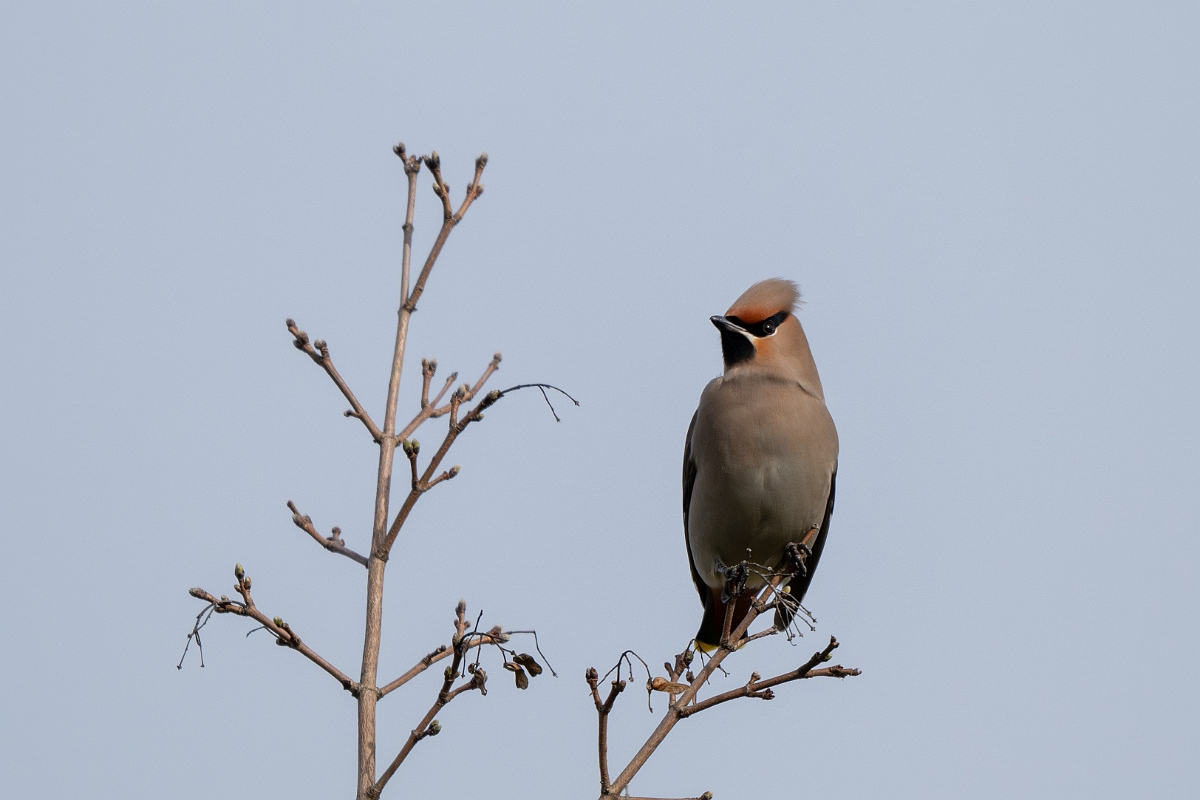 David Plant Photography - Wildlife Photography - Waxwing - AX.jpg - Waxwing - Buckinghamshire