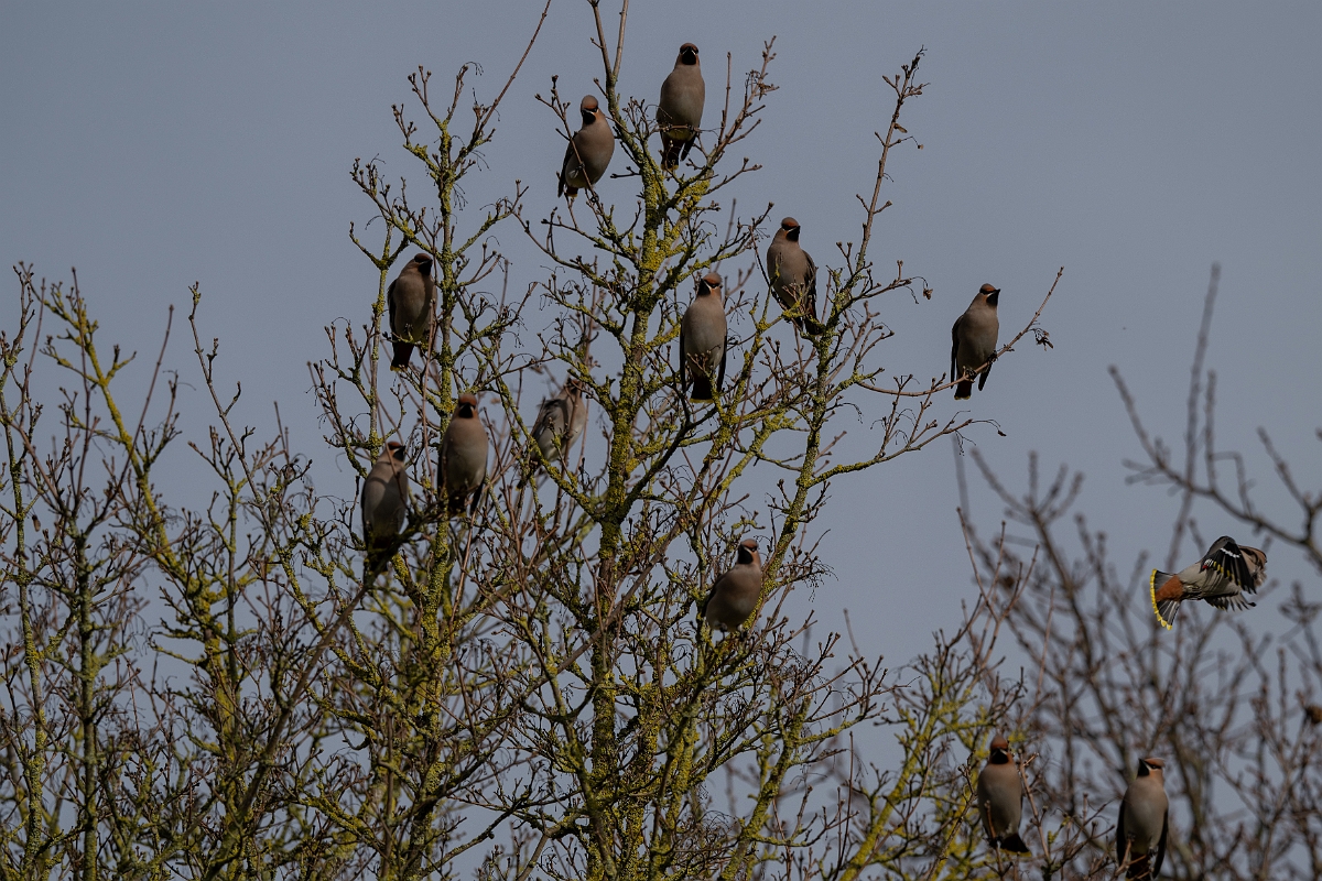 David Plant Photography - Wildlife Photography - Waxwing - AY.jpg - Waxwing flock - Buckinghamshire