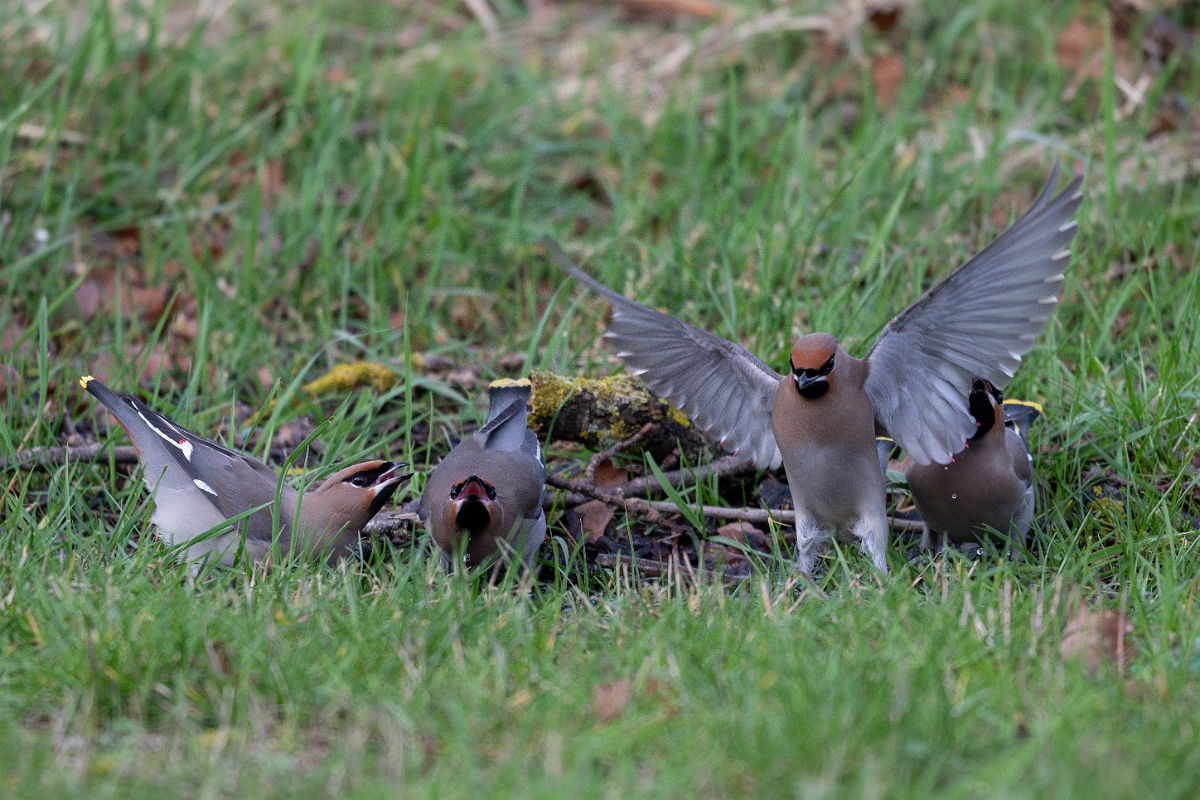 David Plant Photography - Wildlife Photography - Waxwing - BA.jpg - Waxwing flock drinking - Buckinghamshire