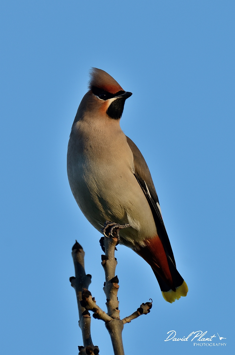 David Plant Photography - Wildlife Photography - Waxwing - H.jpg - Waxwing - Staffordshire