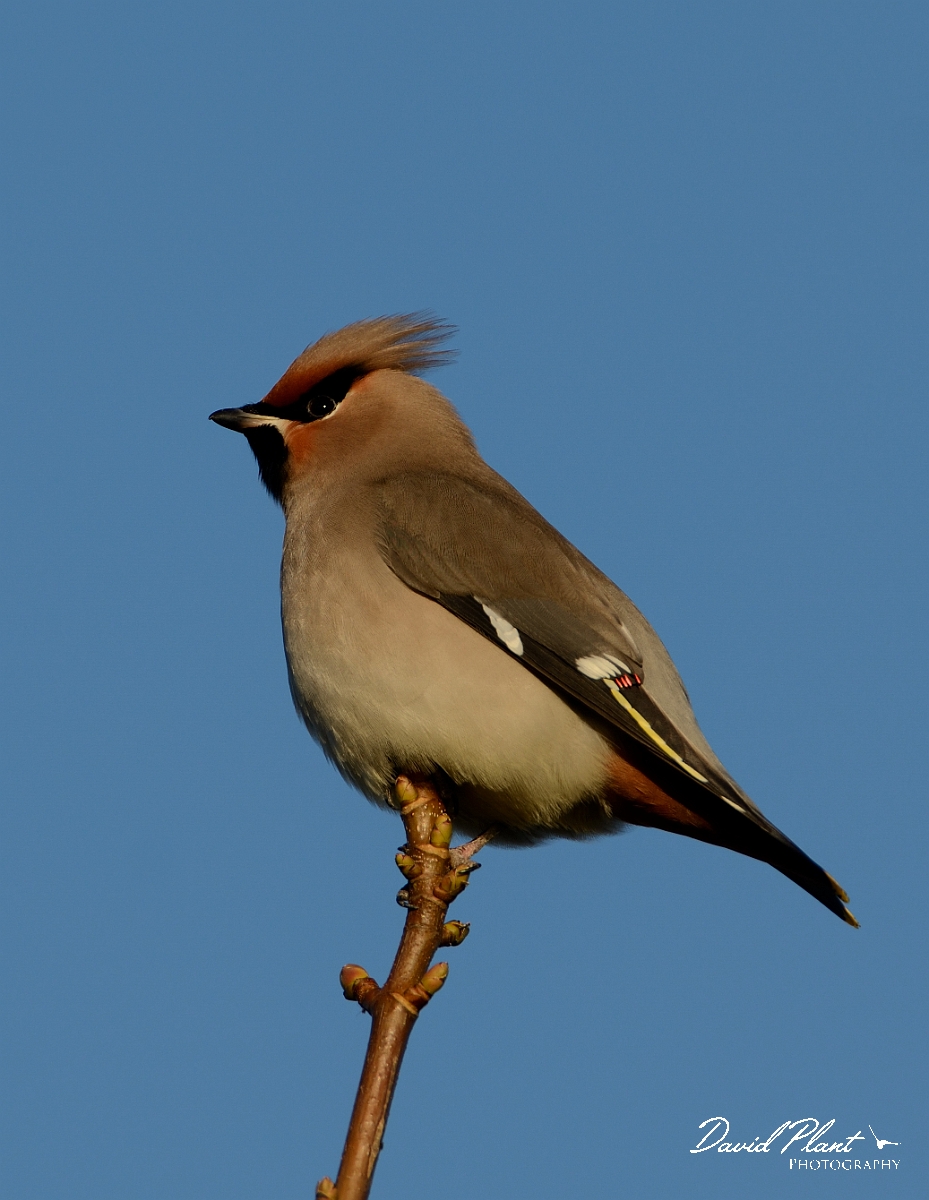 David Plant Photography - Wildlife Photography - Waxwing - I.jpg - Waxwing - Staffordshire