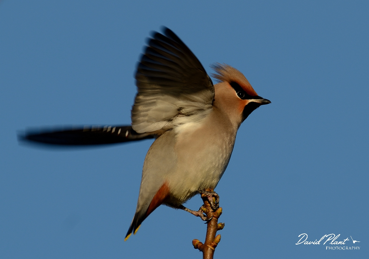David Plant Photography - Wildlife Photography - Waxwing - J.jpg - Waxwing moving wings - Staffordshire