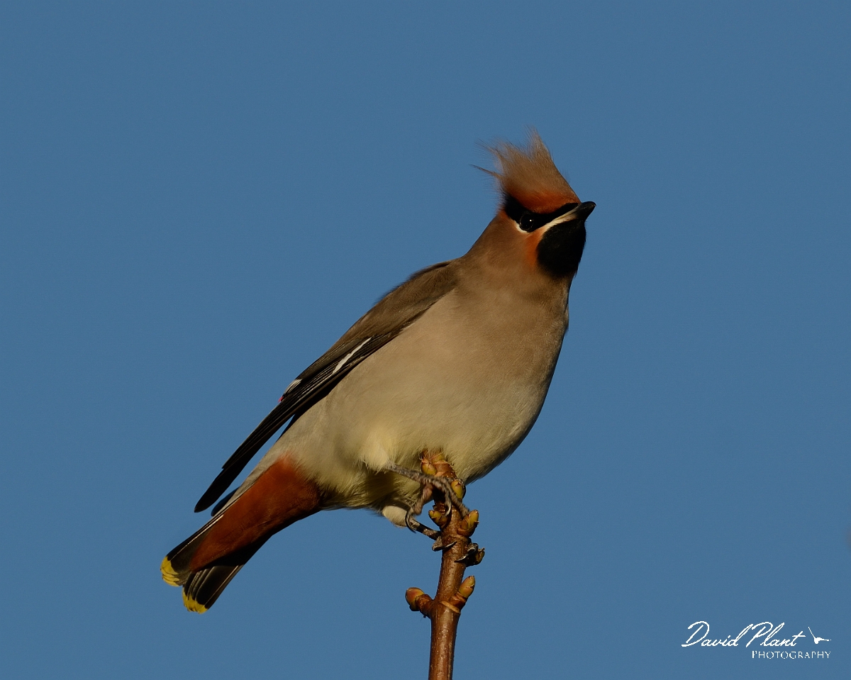 David Plant Photography - Wildlife Photography - Waxwing - K.jpg - Waxwing - Staffordshire