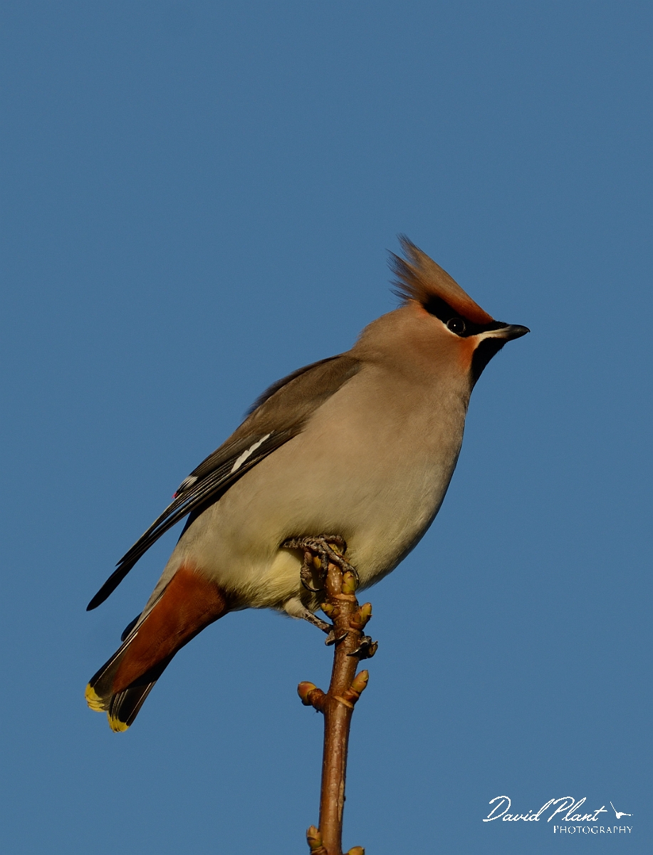 David Plant Photography - Wildlife Photography - Waxwing - L.jpg - Waxwing - Staffordshire