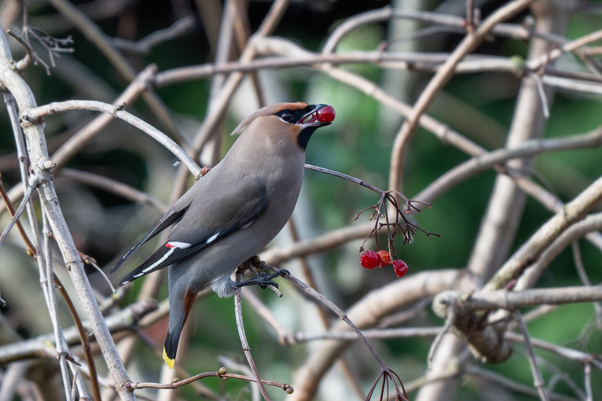 David Plant Photography - Wildlife Photography - Waxwing - O.jpg - Waxwing - Buckinghamshire