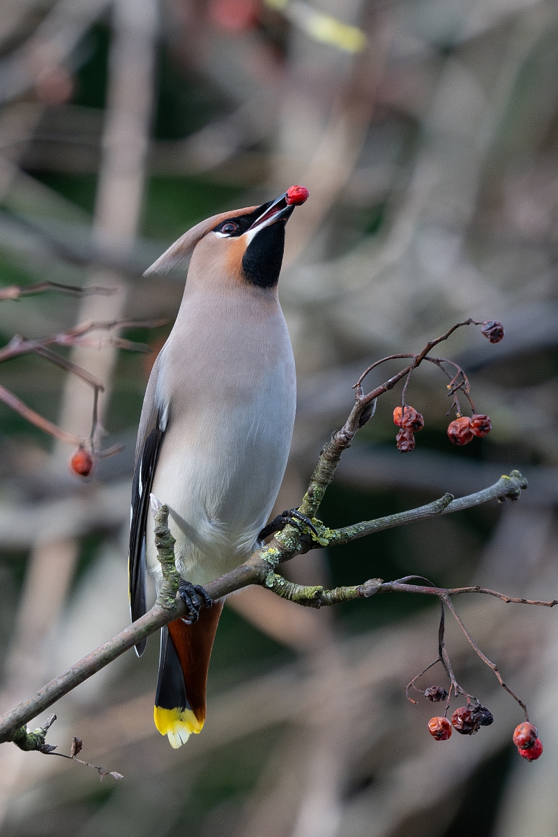 David Plant Photography - Wildlife Photography - Waxwing - S.jpg - Waxwing - Buckinghamshire