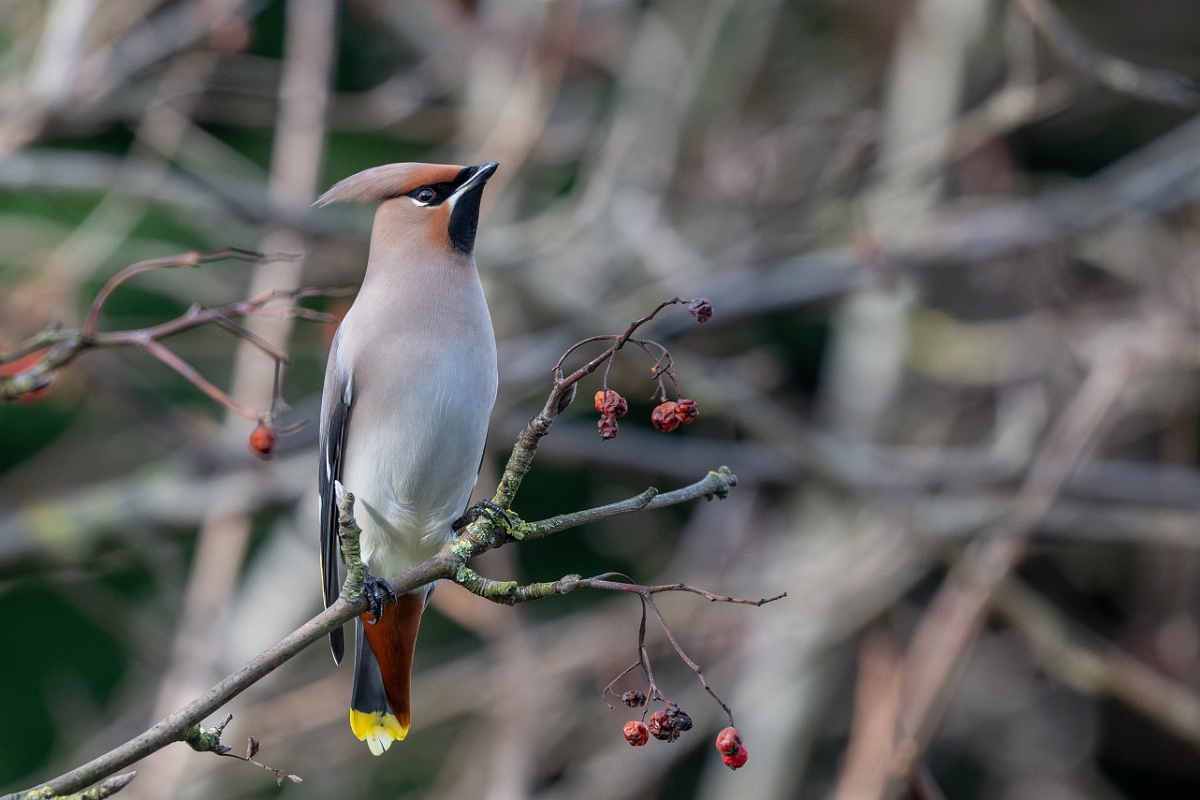 David Plant Photography - Wildlife Photography - Waxwing - U.jpg - Waxwing - Buckinghamshire