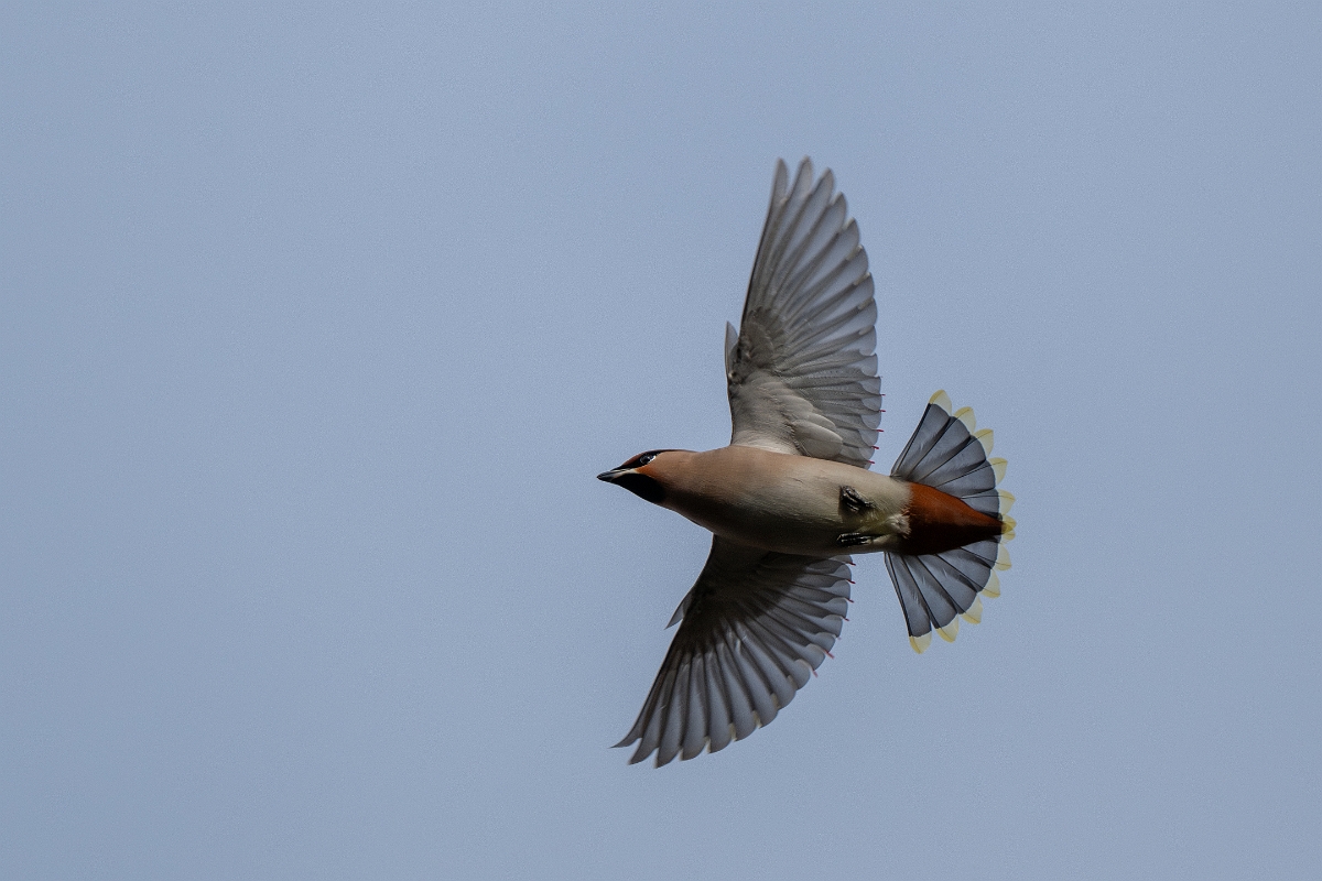 David Plant Photography - Wildlife Photography - Waxwing - Y.jpg - Waxwing in flight - Buckinghamshire